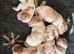 Working cocker puppies