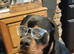ROTTWEILER FOR SALE