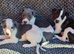 Lovely whippet pups