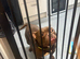 ** Female Pocket Bully**