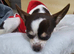 A loving Forever Home Wanted for Beautiful 2yr old Charlii