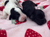 cocker spaniel pups