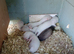 Ferret kits ready to go now.