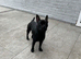 Frenchie x Lakeland terrier