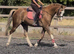 Quality section b gelding