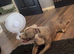 American Bully Classic