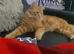 Red Mainecoon male