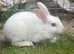 Ready to leave-Pure bred mini Rex