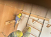 Lovely female budgie in breeding condition