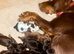 Cocker spaniel puppies