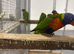 Hand Reared Baby Rainbow Lorikeets