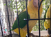 Hand reared caiques