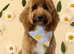 Cockapoo female