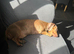 3 year old dachshund female