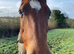 Wanted grazing/livery near Bude, Cornwall