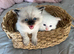 Pedigree Ragdoll 2 Boys Red Cream & Seal Point