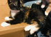 Very cute nearly 10 weeks old female kitten