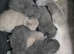 Adorable British Shorthair Kittens &ndash; Ready for Loving Homes!