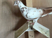 Pigeons for sale