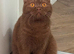TICA active reg cinnamon female