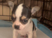 chihuahua puppies
