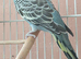 baby budgies for sale