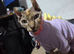 Elf sphynx female