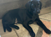 Black Labrador
