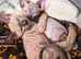 Beautiful sphynx x ragdoll kittens