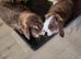 Mom and baby bonded pair