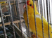 Kakarikies
