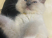 Ragdoll kittens