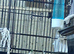 1 pair goldfinchs for sale 2025