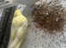 Hand reared baby cockatiels
