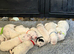 9 Beautiful Dalmation puppies
