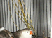 Zebra finch pair