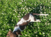 cockerspaniel puppies for sale