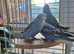 Budgies babys