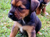 Border x jack russell pups