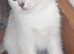 Adorable Scottish fold kittens