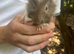 Baby guinea pigs