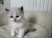 Beautiful Ragdoll Kittens – 3 Females & 2 Males