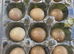 Button & Coturnix Quail eggs