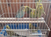 Baby budgies