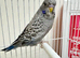 Budgies black faced helicopter