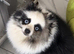 Stunning rare Merle panda Pomeranian