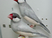 Beautiful pair of silver java sparrow for sale