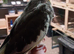 Hand Reared Cockatiels
