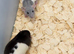 Dumbo rats