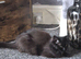 Maine coon cross ragdoll